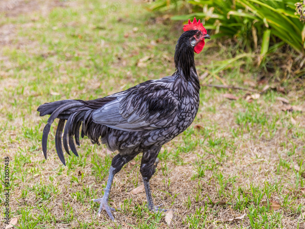 Close up of an Andalusian Chicken in a garden.