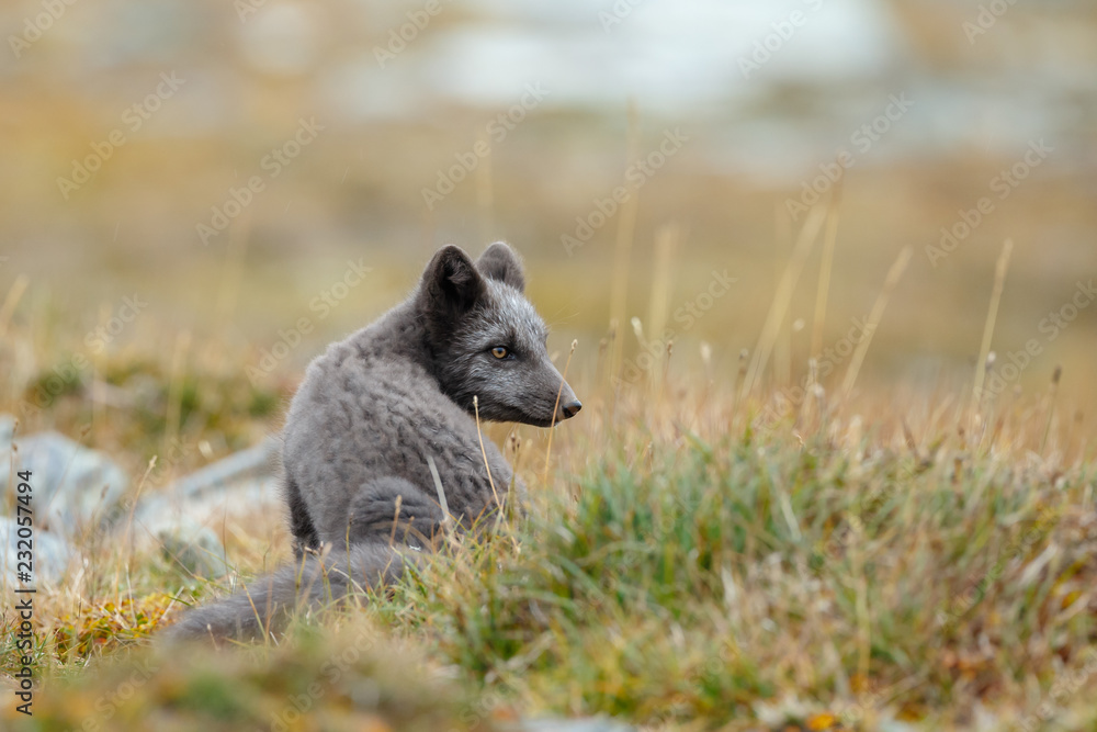 Arctic fox in a fall setting on a cold part of Norway Arctic fox in a fall setting on a cold part of Norway