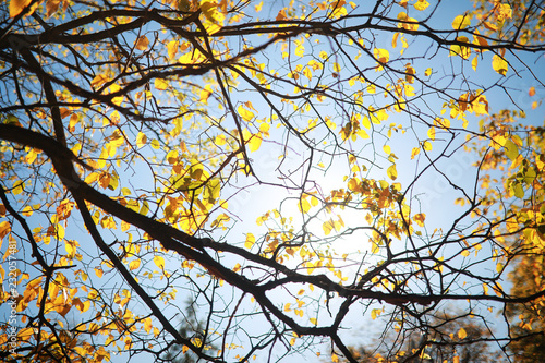 Autumn background in the park © alexkich