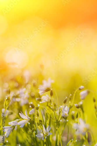 many white meadow wild flower on natural sunset background in field. Vintage outdoor autumn soft fresh photo