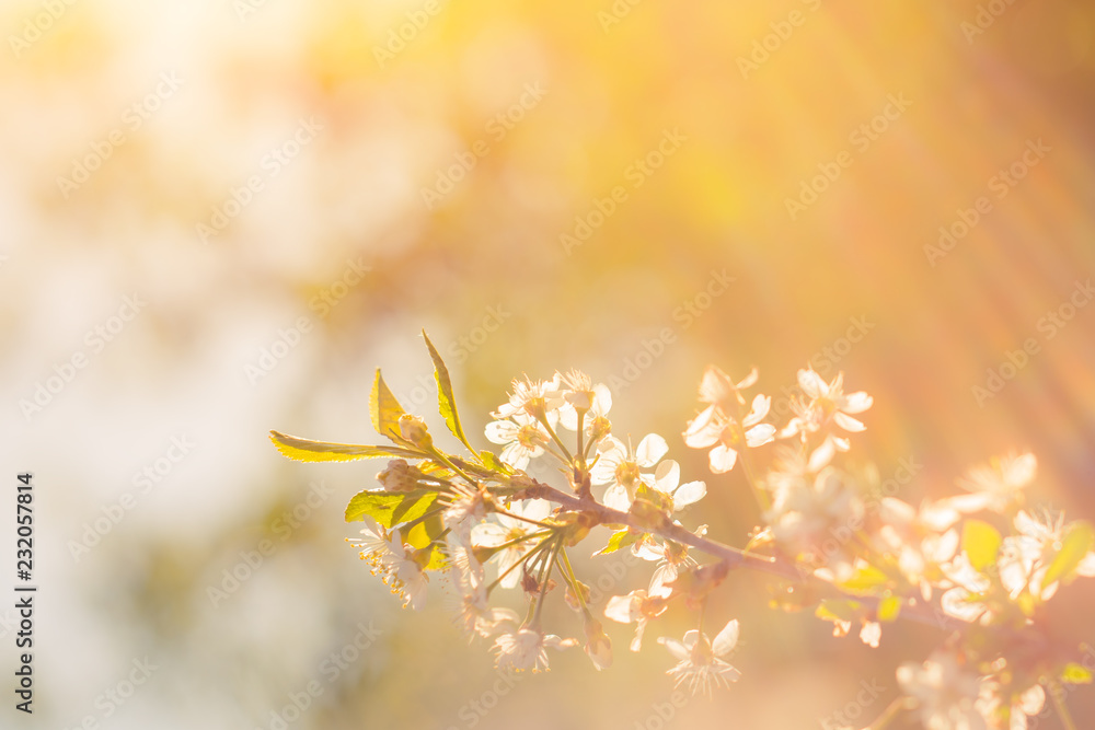 Photo of beautiful cherry blossom, abstract natural background, fine art, spring time season, apple blooming in sunny day, floral wallpaper, soft focus, little white flowers on tree branch Photo of beautiful cherry blossom, abstract natural background, fine art, spring time season, apple blooming in sunny day, floral wallpaper, soft focus, little white flowers on tree branch