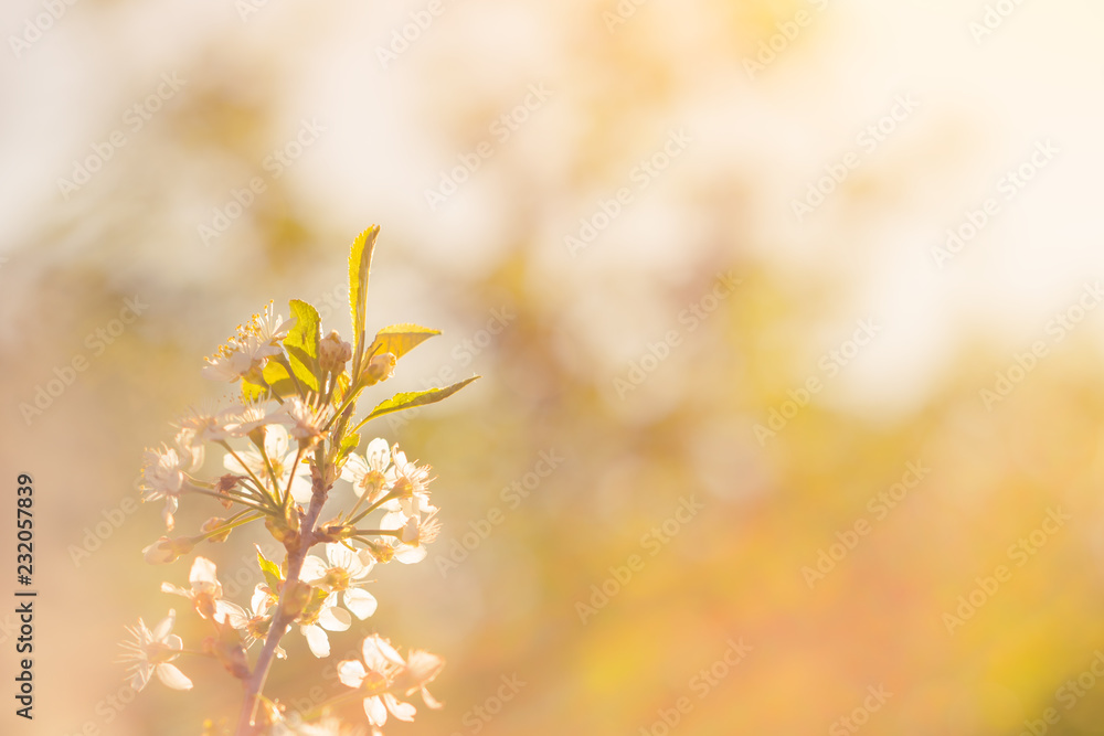 Photo of beautiful cherry blossom, abstract natural background, fine art, spring time season, apple blooming in sunny day, floral wallpaper, soft focus, little white flowers on tree branch Photo of beautiful cherry blossom, abstract natural background, fine art, spring time season, apple blooming in sunny day, floral wallpaper, soft focus, little white flowers on tree branch