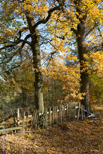 Morscher Zaun am Waldrand