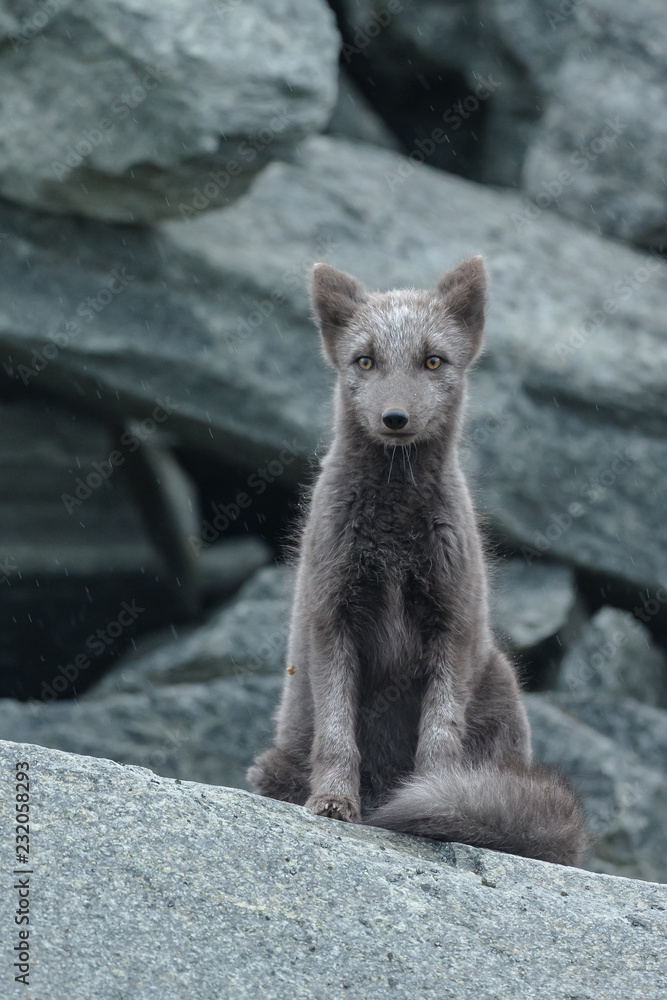 Fototapeta premium Arctic fox in a autumn setting in the arctic part of Norway
