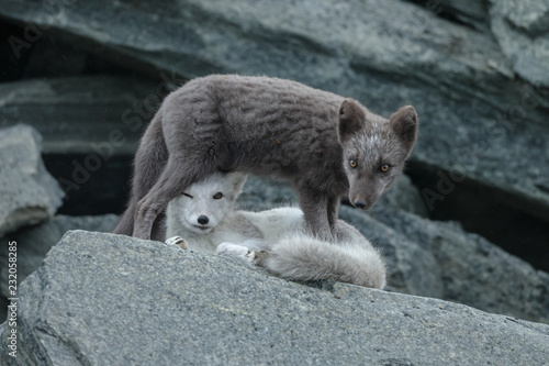 Arctic fox in a autumn setting in the arctic part of Norway