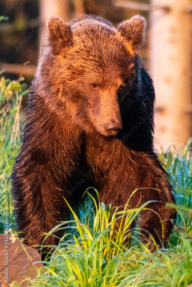 Wild adult Brown Bear ( Ursus Arctos ) in the summer forest. Wild adult Brown Bear ( Ursus Arctos ) in the summer forest.