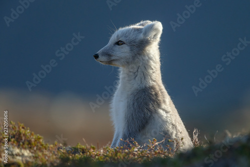 Arctic fox in a autumn setting in the arctic part of Norway