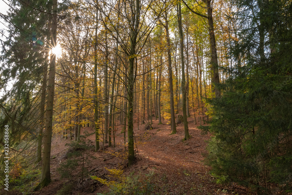 Fototapeta premium Jesienią lasy liściaste zalane słońcem