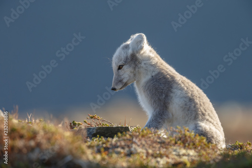 Arctic fox in a autumn setting in the arctic part of Norway