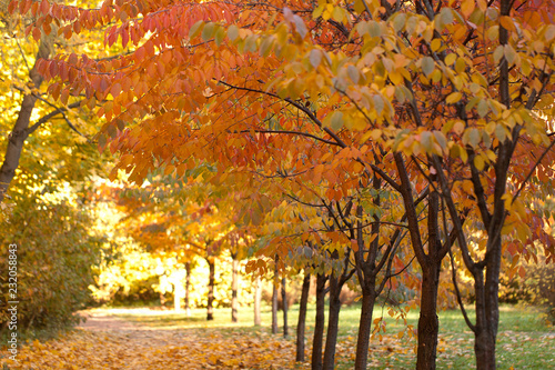 beautiful trees with bright autumn foliage in a sunny park