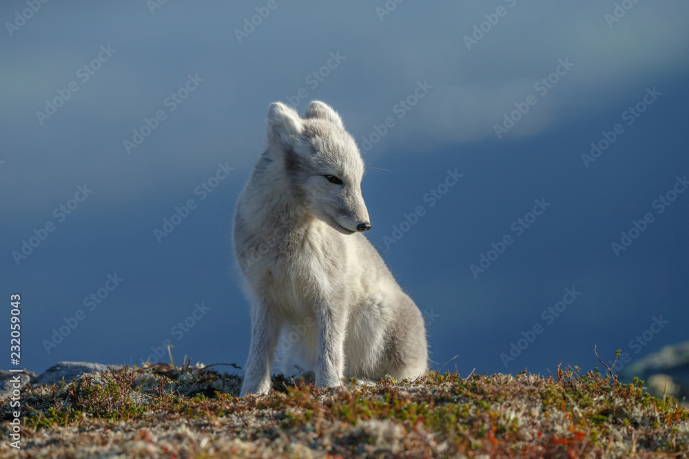 Arctic fox in a autumn setting in the arctic part of Norway Arctic fox in a autumn setting in the arctic part of Norway
