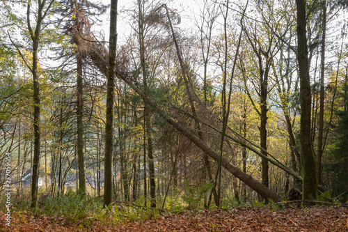 Vom Wind gefällter Baum im Wald