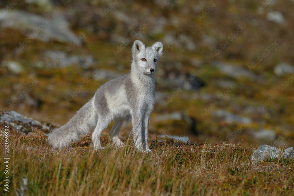 Arctic fox living in the arctic part of Norway seen in a autumn setting. Arctic fox living in the arctic part of Norway seen in a autumn setting.