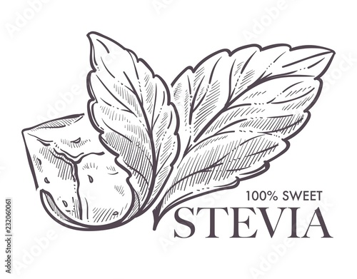 Stevia natural sweetener, leaf put in drink cup vector.