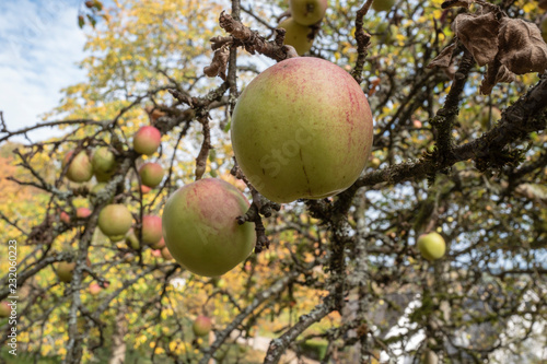 Reife Äpfel hängen am Baum