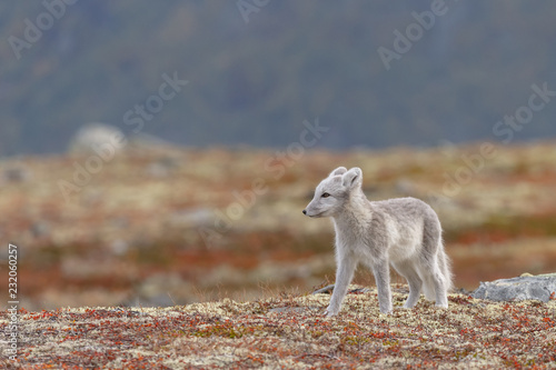 Arctic fox living in the arctic part of Norway  seen in autumn setting.