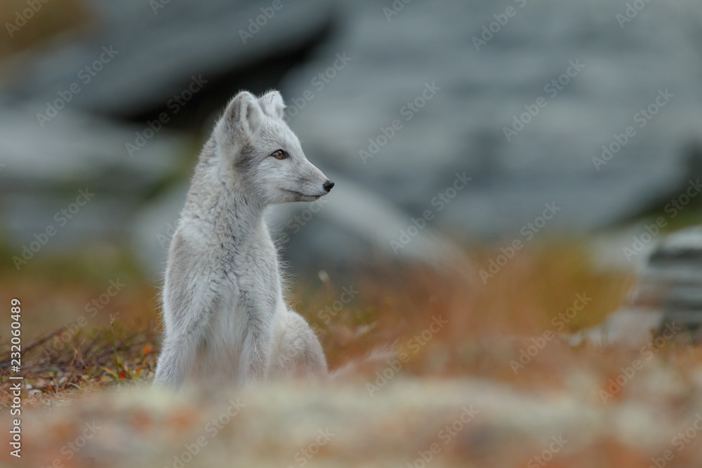 Arctic fox living in the arctic part of Norway, seen in autumn setting. Arctic fox living in the arctic part of Norway, seen in autumn setting.