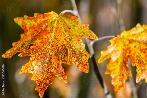 Fotografie Hojas de Álamo Blanco en otoño. Populus alba.