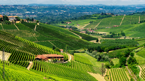 Vineyards near Barbaresco  Cuneo  in Langhe