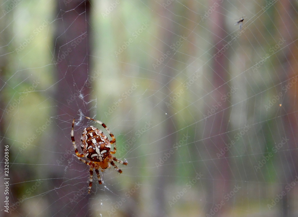 spider spider