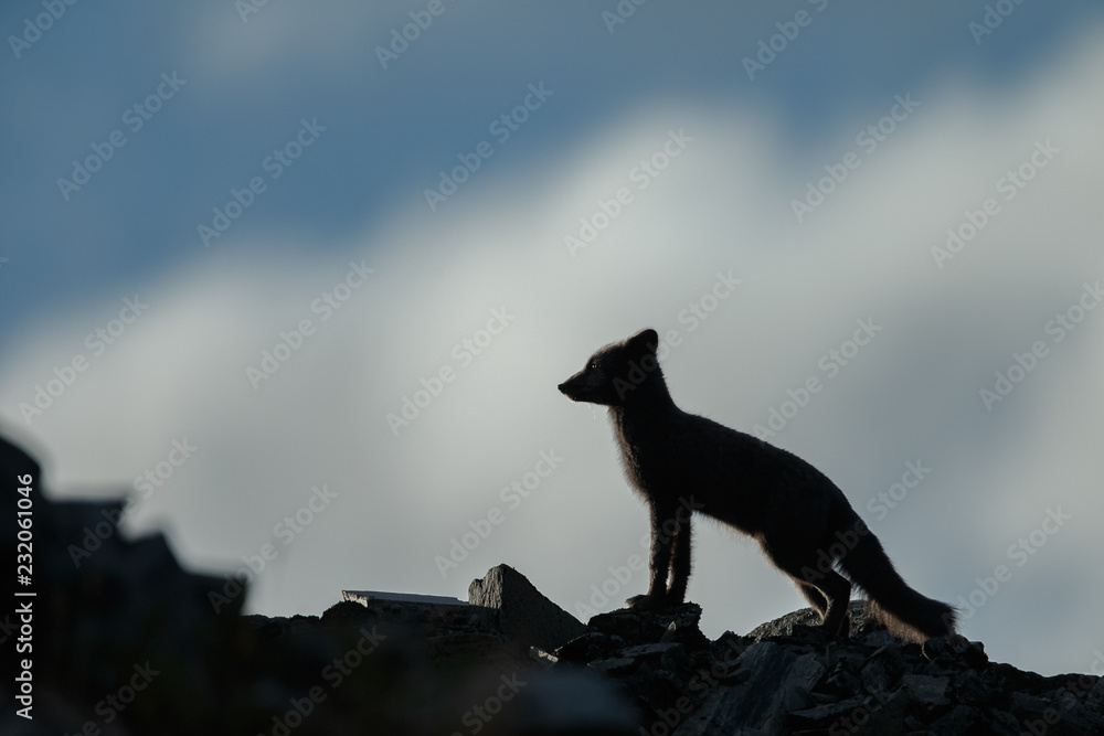 Arctic fox living in the arctic part of Norway, seen in autumn setting. Arctic fox living in the arctic part of Norway, seen in autumn setting.