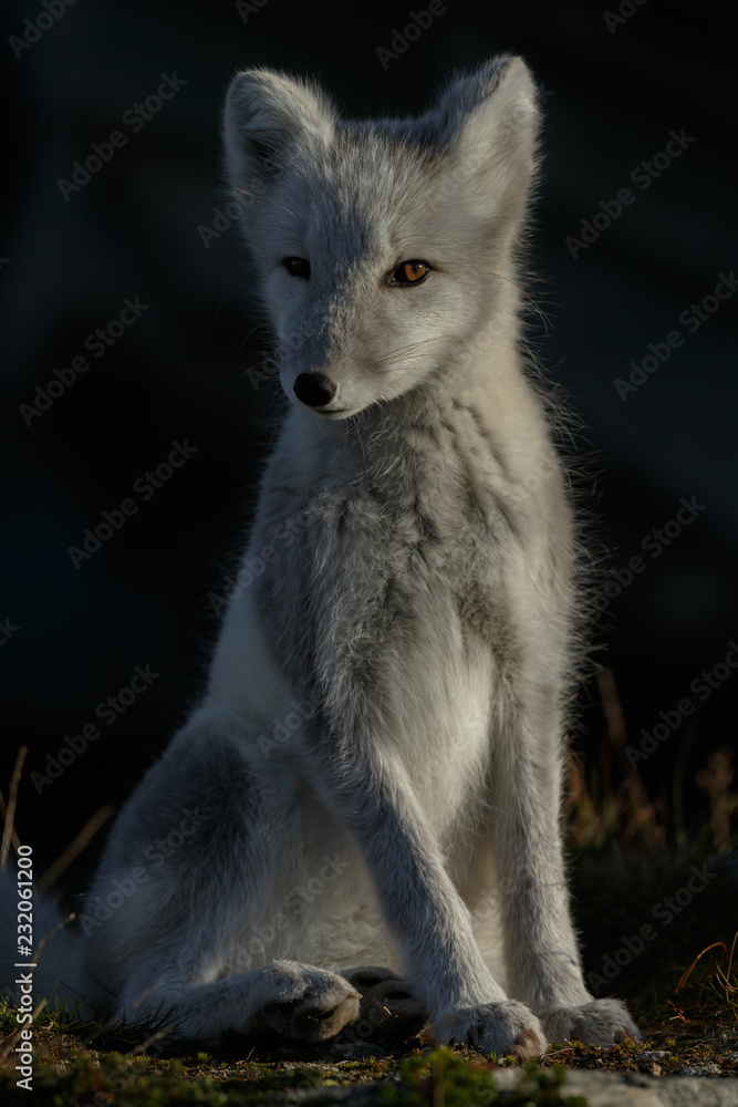 Arctic fox living in the arctic part of Norway, seen in autumn setting. Arctic fox living in the arctic part of Norway, seen in autumn setting.