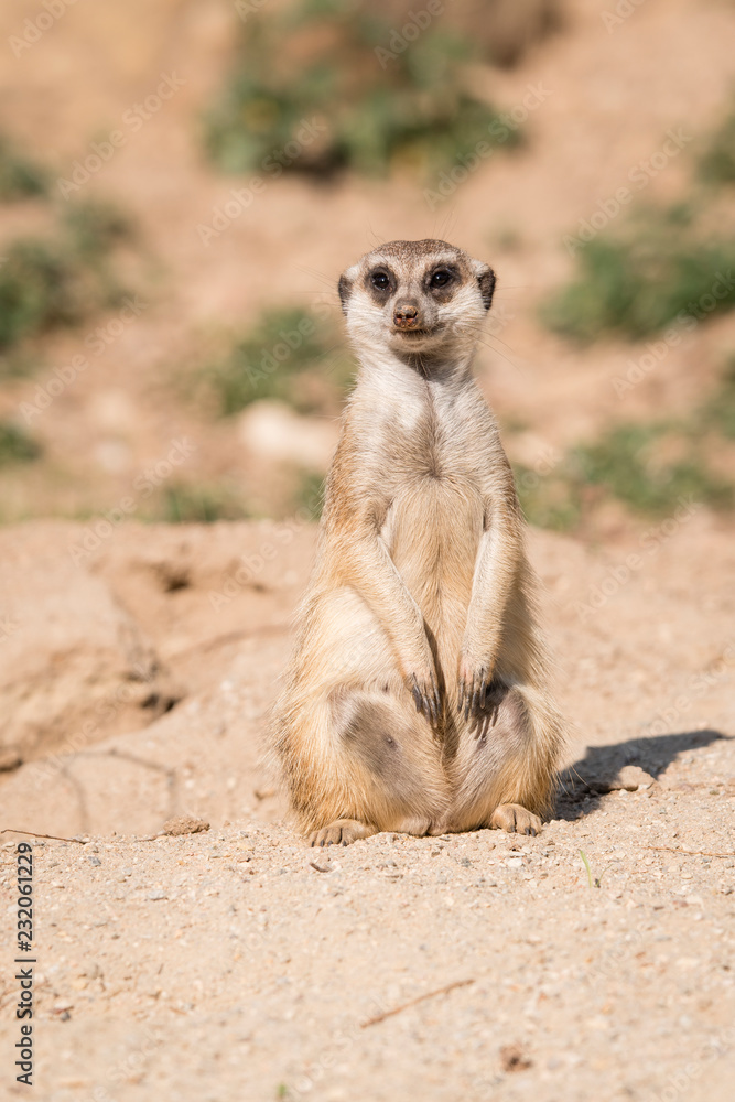 Fototapeta premium Suricata outdoors in nature.