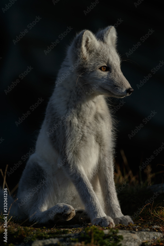 Fototapeta premium Arctic fox living in the arctic part of Norway, seen in autumn setting.