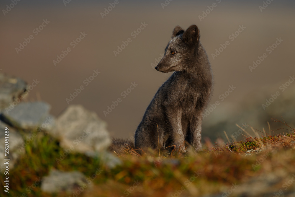 Arctic fox living in the arctic part of Norway, seen in autumn setting. Arctic fox living in the arctic part of Norway, seen in autumn setting.