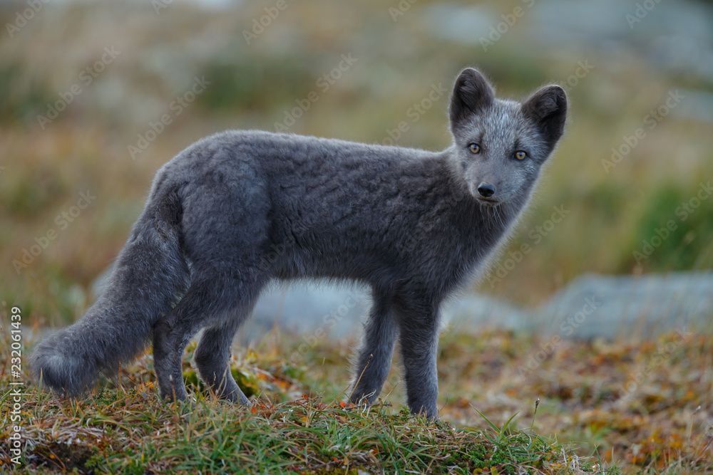 Naklejka premium Arctic fox living in the arctic part of Norway, seen in autumn setting.