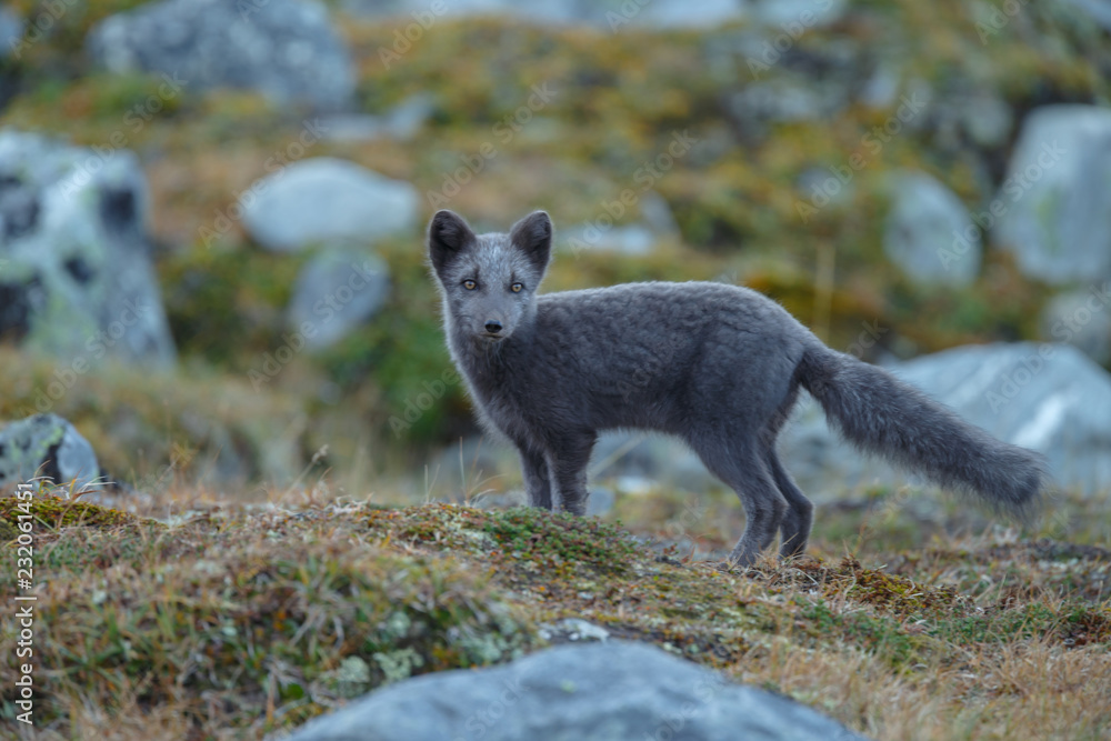 Naklejka premium Arctic fox living in the arctic part of Norway, seen in autumn setting.