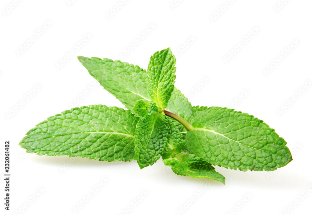 Fresh Mint Leaf Isolated On White Background Fresh Mint Leaf Isolated On White Background