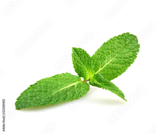 Fresh Mint Leaf Isolated On White Background