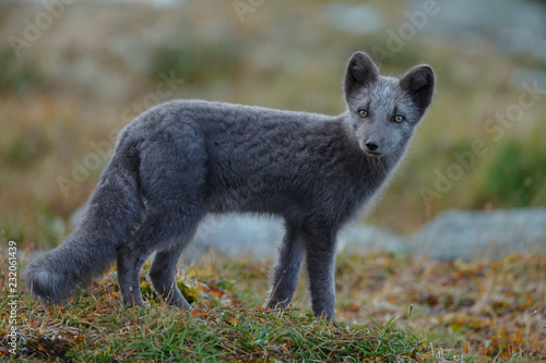 Arctic fox living in the arctic part of Norway  seen in autumn setting.