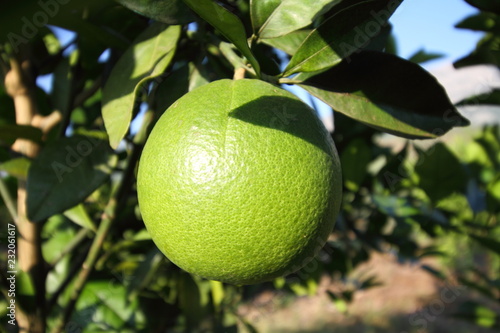 Wallpaper Mural green orange on the tree Torontodigital.ca