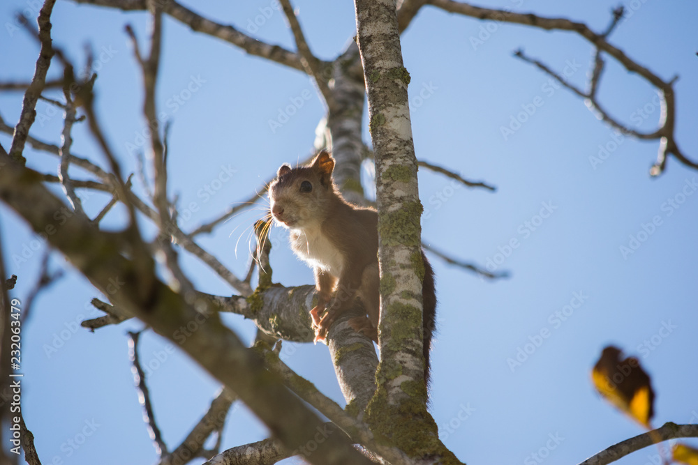 Red squirrel over a branch