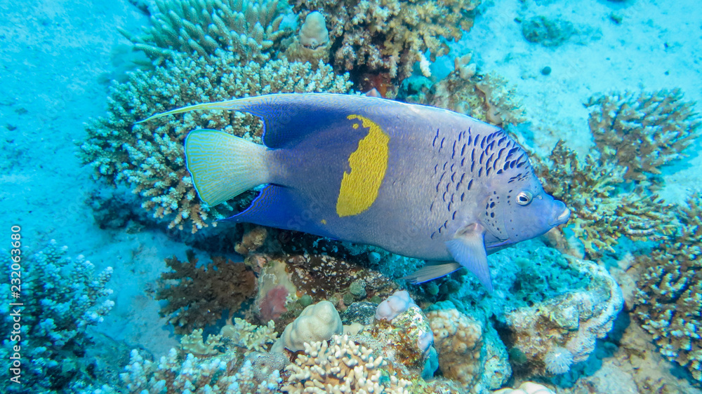 Angelfish in the Red Sea