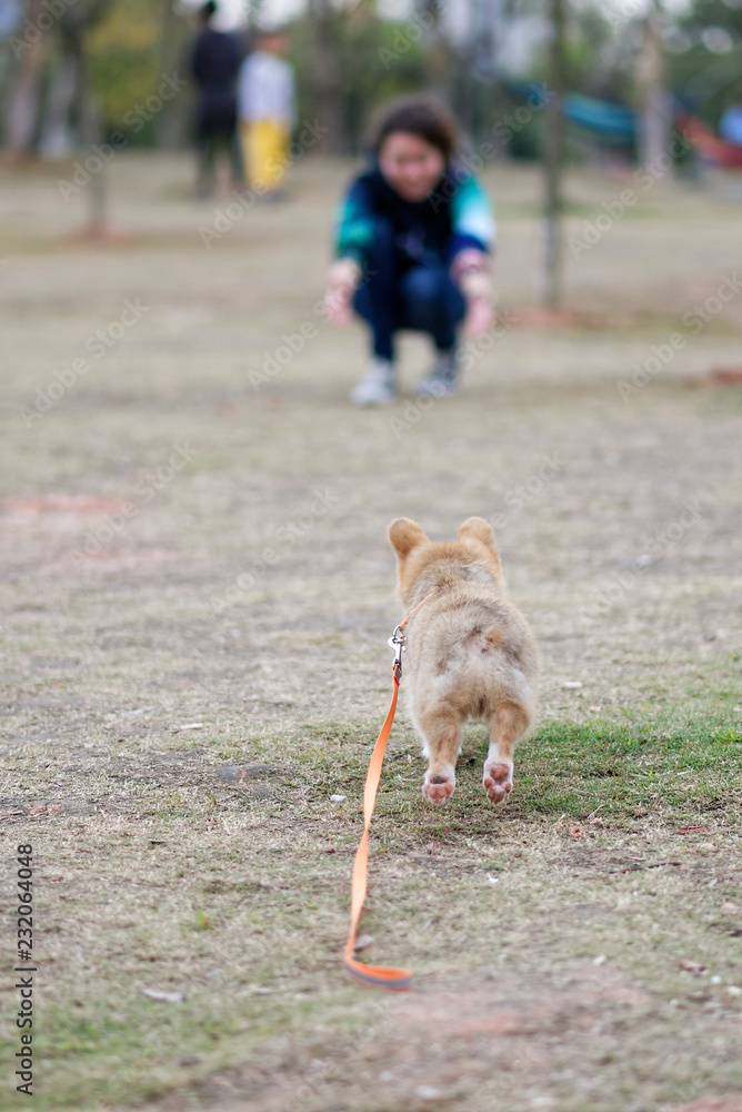 happy corgi puppy running on a field with owner