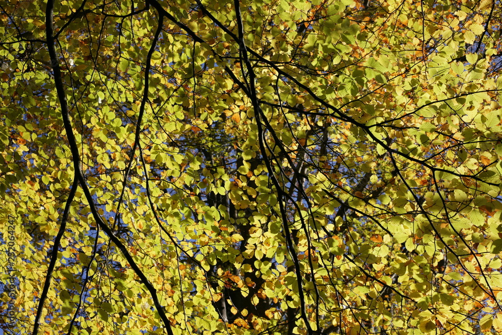 Fototapeta premium Autumn coloured leaves