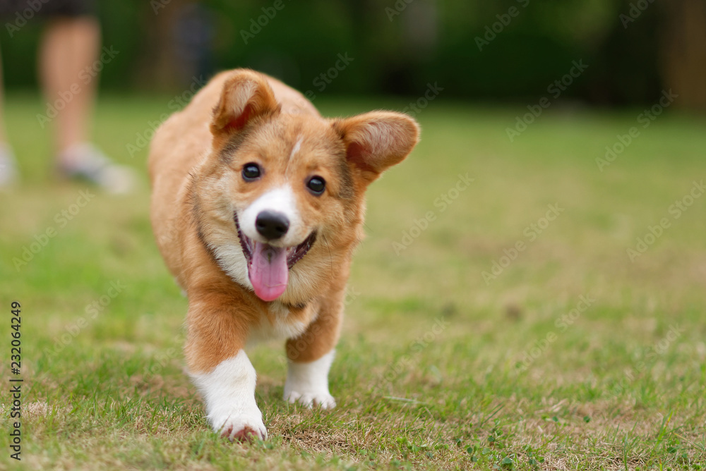 Happy corgi puppy running on grass