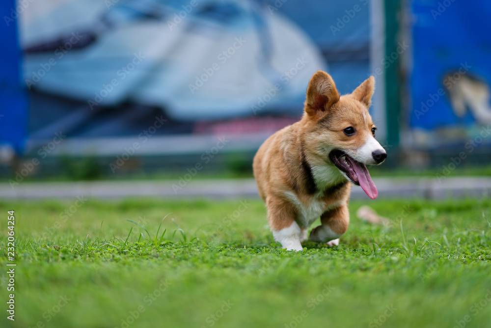 Happy corgi puppy running on grass Happy corgi puppy running on grass