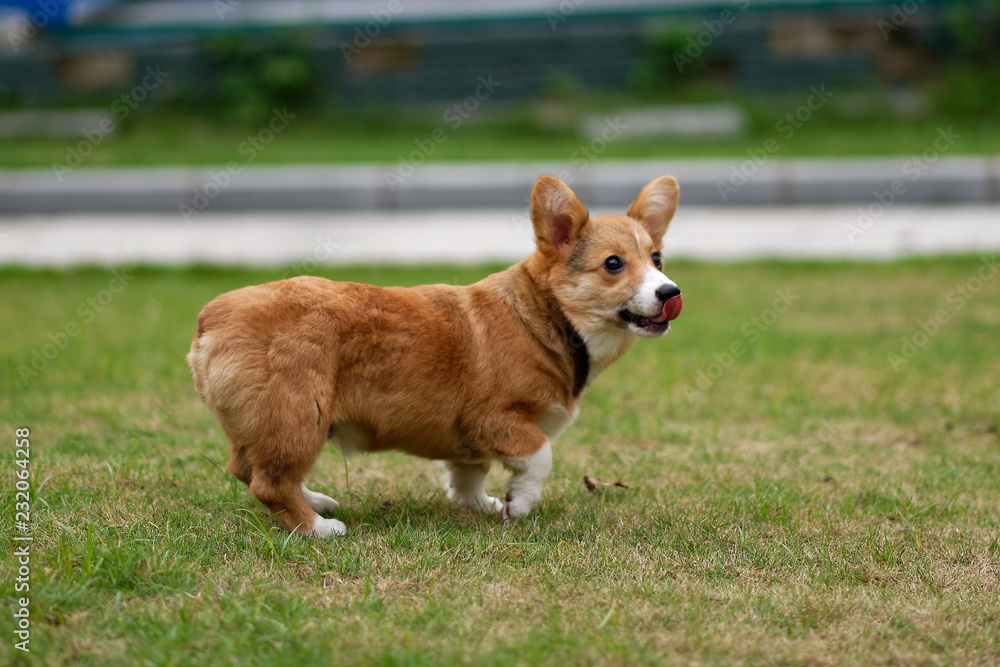 Happy corgi puppy running on grass Happy corgi puppy running on grass
