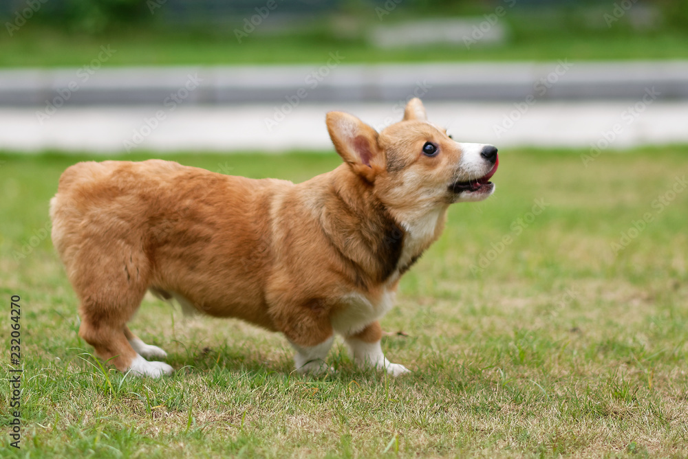 Happy corgi puppy running on grass