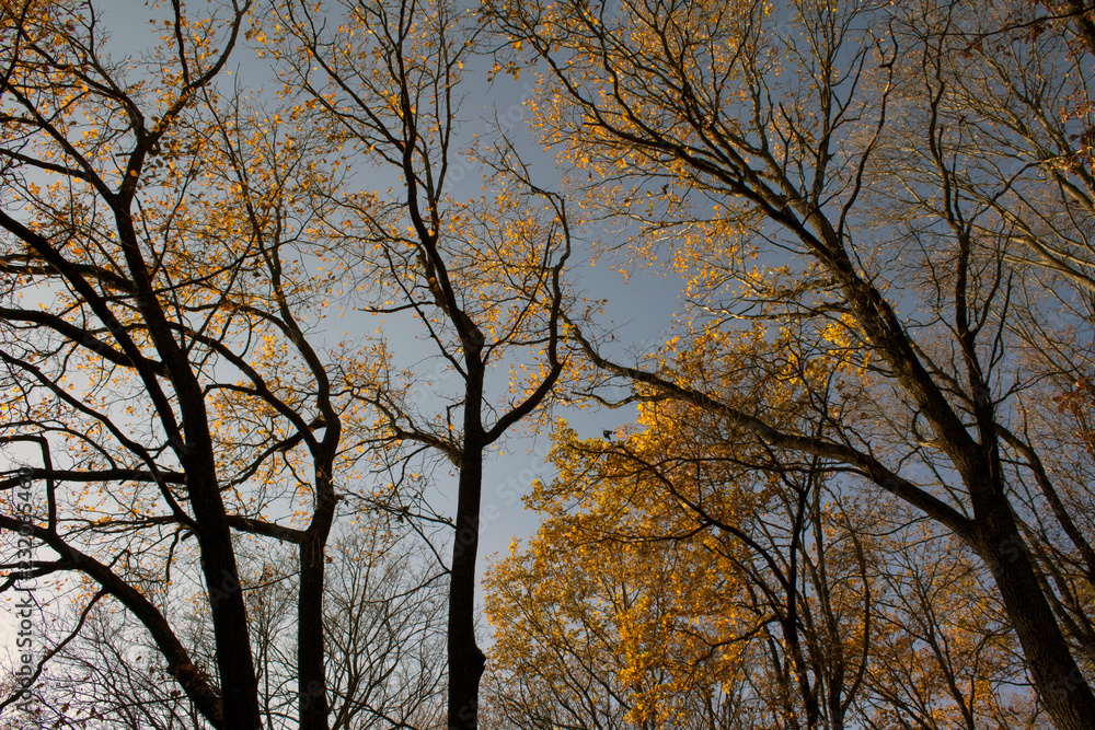 Gloomy, but in its spellbinding autumn forest Gloomy, but in its spellbinding autumn forest