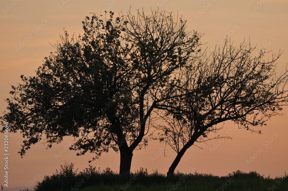 Fototapeta premium Arbol al atardecer