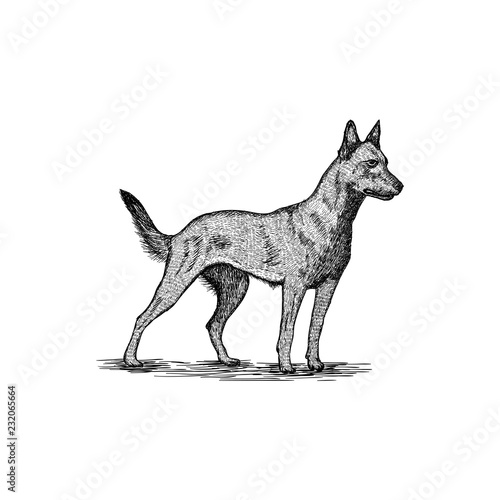 Hand drawn Dog logo design illustration