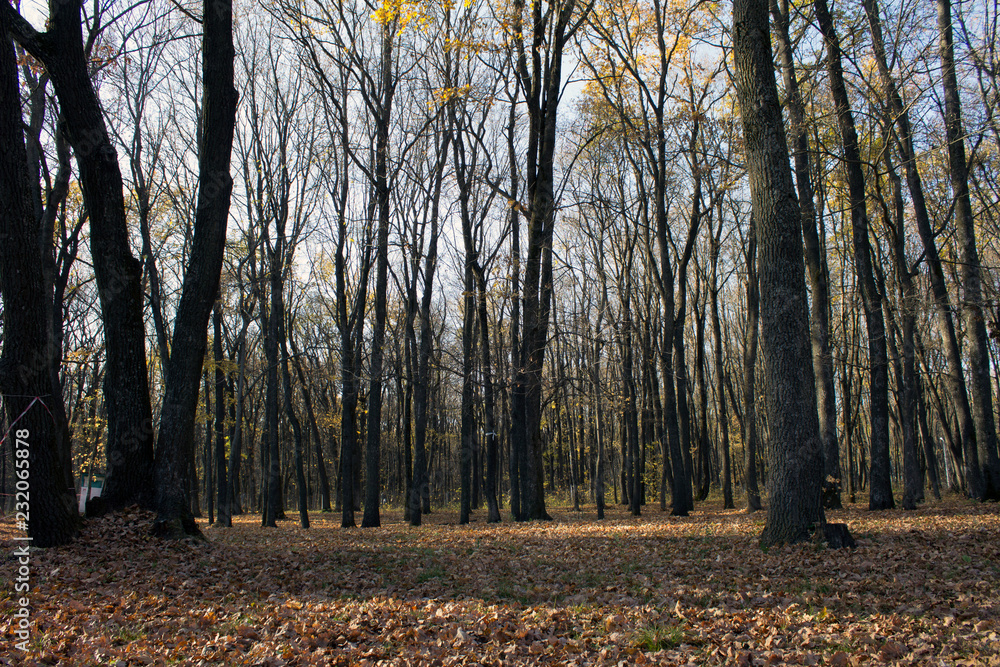 Fototapeta premium Mysterious and mysterious autumn forest