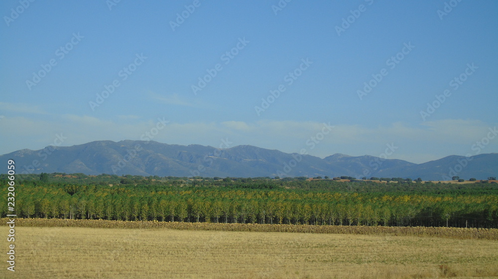 Árboles alineados en Burgos, España