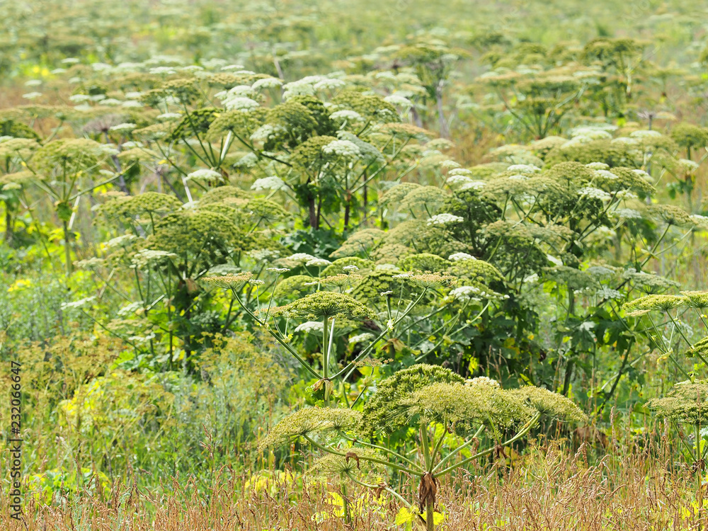 Blossom poisonous giant hogweed on a field. Large cow parsnip background. Heracleum, Indian celery or rhubarb Blossom poisonous giant hogweed on a field. Large cow parsnip background. Heracleum, Indian celery or rhubarb