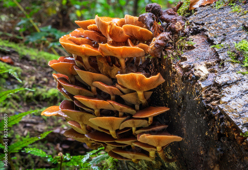 Velvet Shank (Flammulina velutipes) photo